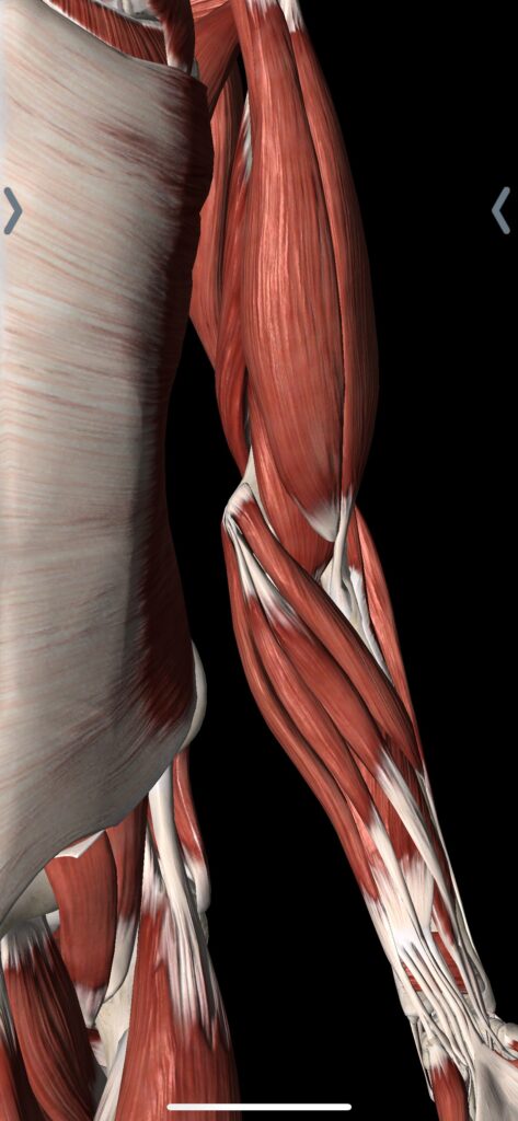 the muscles of a man showing their muscles.