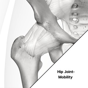 a diagram of a hip joint with the hip joint highlighted.