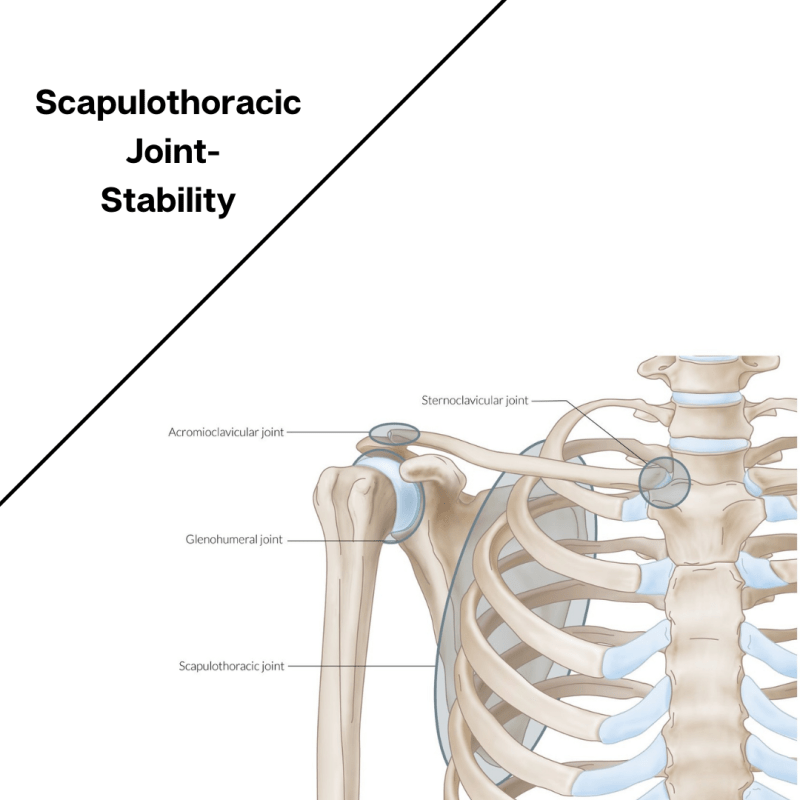 the scapula thoracic joint - stability.