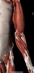 a computer generated image of the muscles of a man.