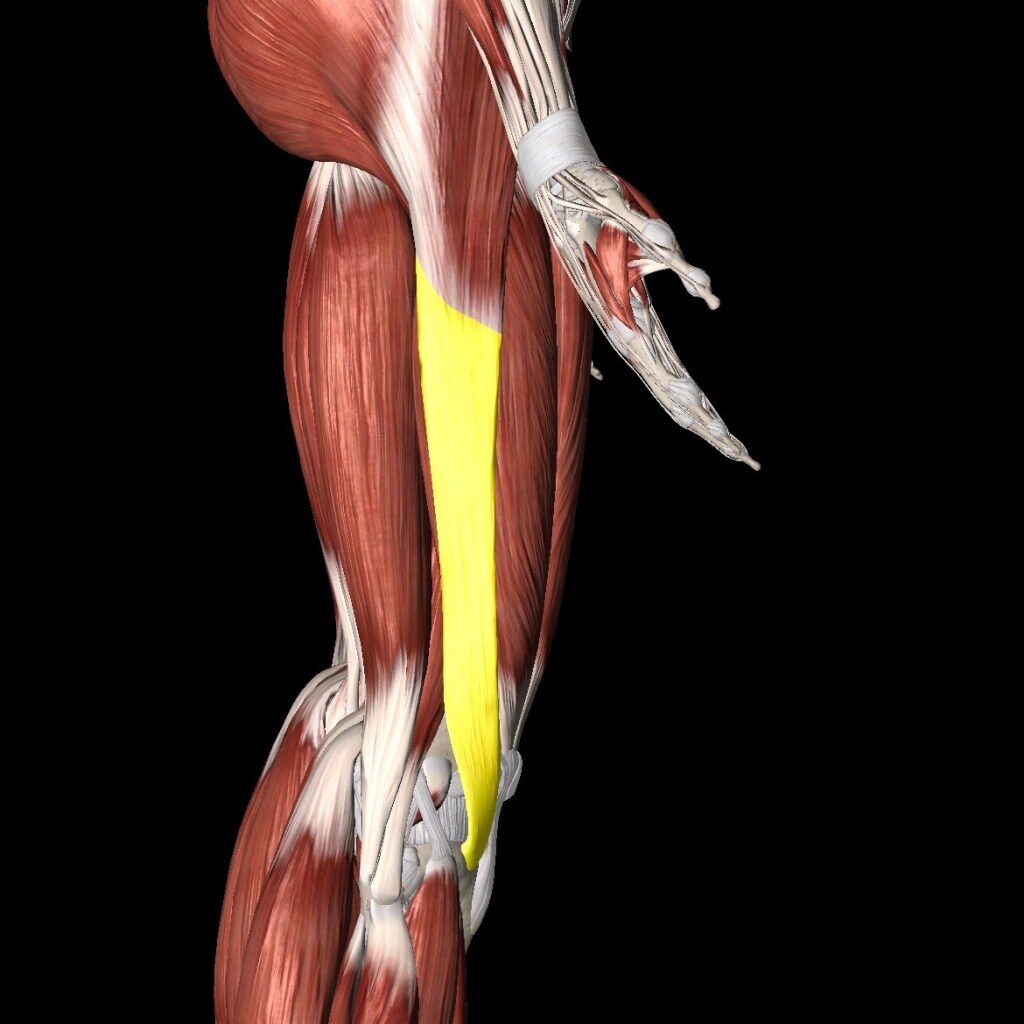 a 3d image of the muscles of a man.