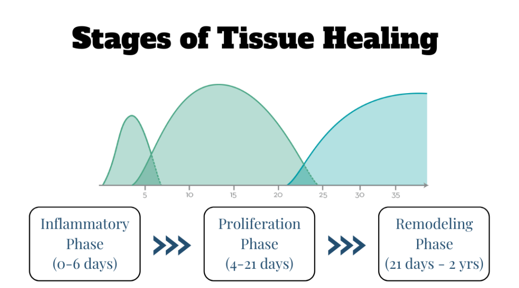 a diagram of stages of tissue healing.
